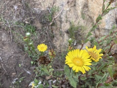 Grindelia stricta