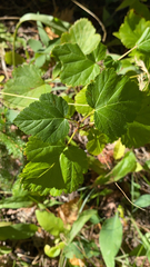 Physocarpus opulifolius