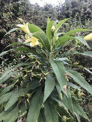 Siphocampylus giganteus