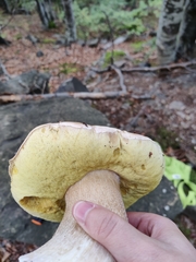 Boletus