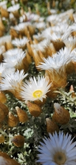 Helichrysum retortum
