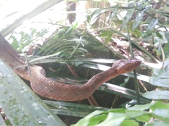 Craspedocephalus puniceus