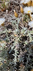 Helichrysum retortum