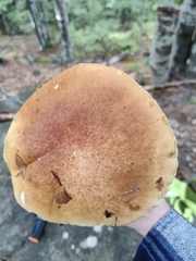 Boletus