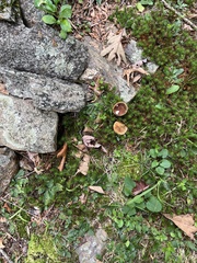 Coltricia cinnamomea