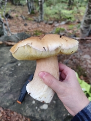 Boletus
