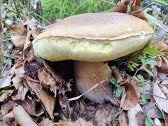 Boletus