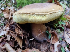 Boletus