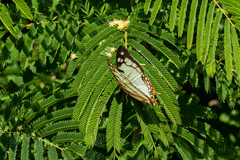 Polyura zoolina