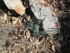 Helichrysum saxicola