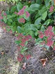 Hylotelephium telephium