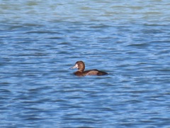 Aythya affinis