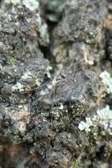 Gelis tenellus