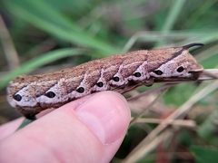 Agrius cingulata