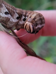 Agrius cingulata
