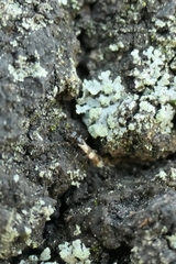 Gelis tenellus