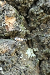 Gelis tenellus