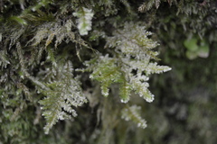 Homaliodendron flabellatum