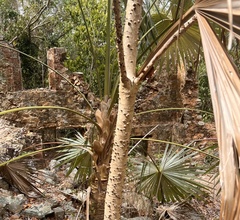 Coccothrinax alta