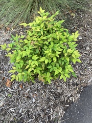 Wisteria floribunda