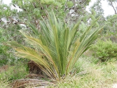 Macrozamia