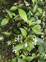 Tabernaemontana pandacaqui