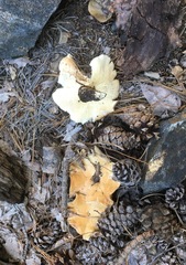 Leucopaxillus gentianeus