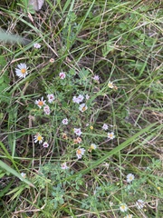 Symphyotrichum dumosum