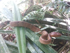 Craspedocephalus puniceus