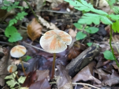Mycena crocata