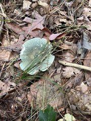 Russula crustosa
