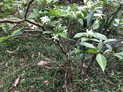 Tabernaemontana pandacaqui