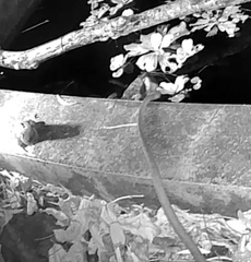 Protobothrops mucrosquamatus