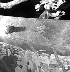 Protobothrops mucrosquamatus