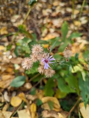Symphyotrichum ciliolatum