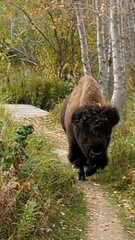 Bison