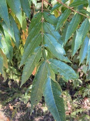 Rhus copallinum