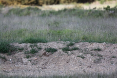Lullula arborea