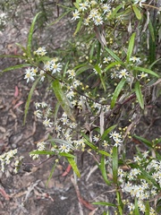 Olearia viscidula