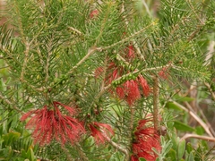 Melaleuca