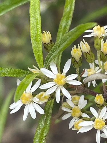 Olearia viscidula (F.Muell.) Benth.