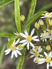 Olearia viscidula