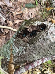 Chlorociboria aeruginascens