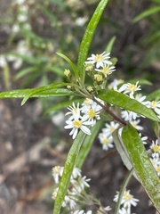 Olearia viscidula