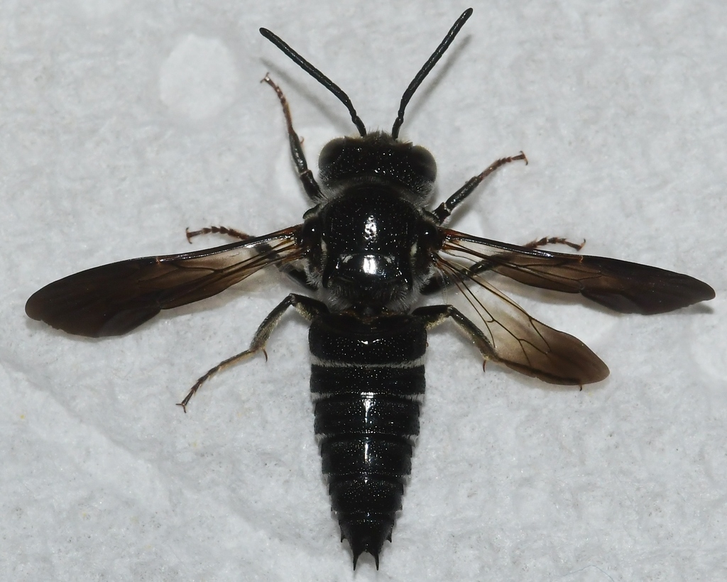Neocoelioxys