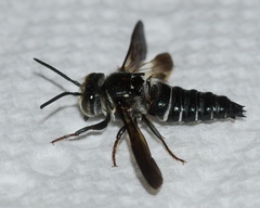 Coelioxys dolichos