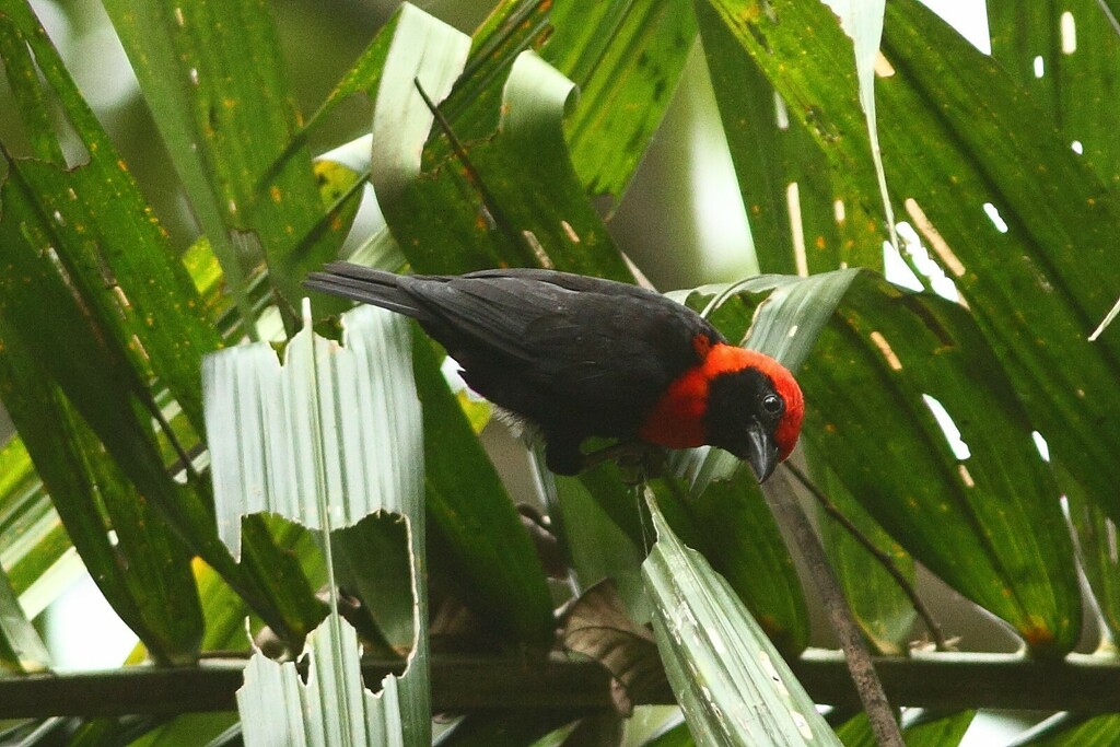 Black-throated Malimbe (Malimbus cassini) photo