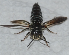 Coelioxys dolichos