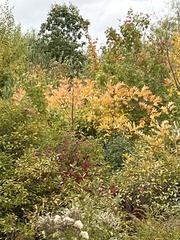 Toxicodendron vernix