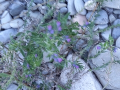 Echium vulgare pustulatum